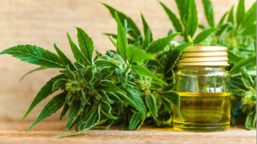 Castelli: el concejo deliberante aprobó la regulación del cultivo de cannabis medicinal