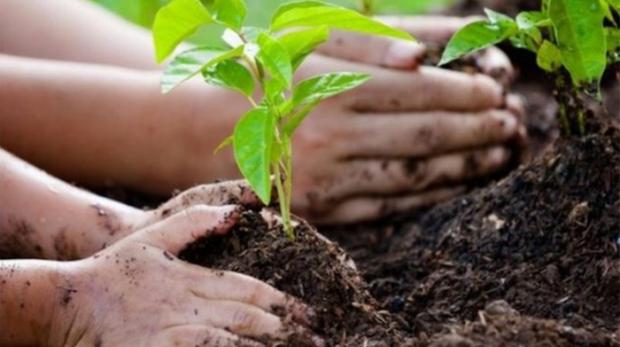 El Senado aprobó una iniciativa para que la Provincia adhiera a la Ley Nacional de Educación Ambiental