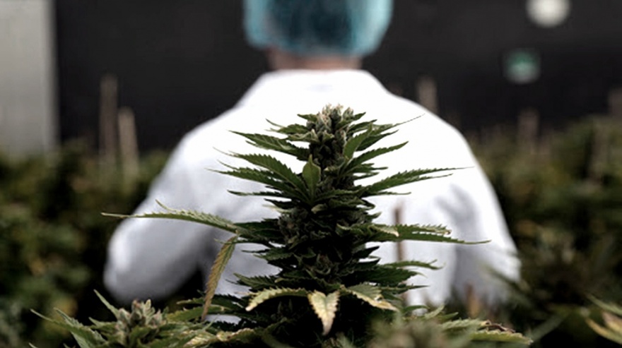Las respuestas positivas del cannabis medicinal a la epilepsia refractaria superaron el 80%