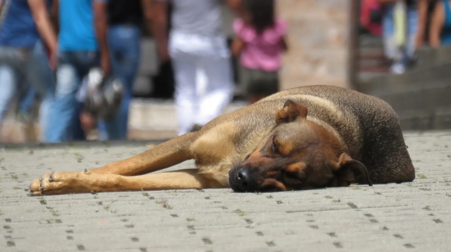 Primero Dolores impulsa la creación de una Clínica Veterinaria Municipal