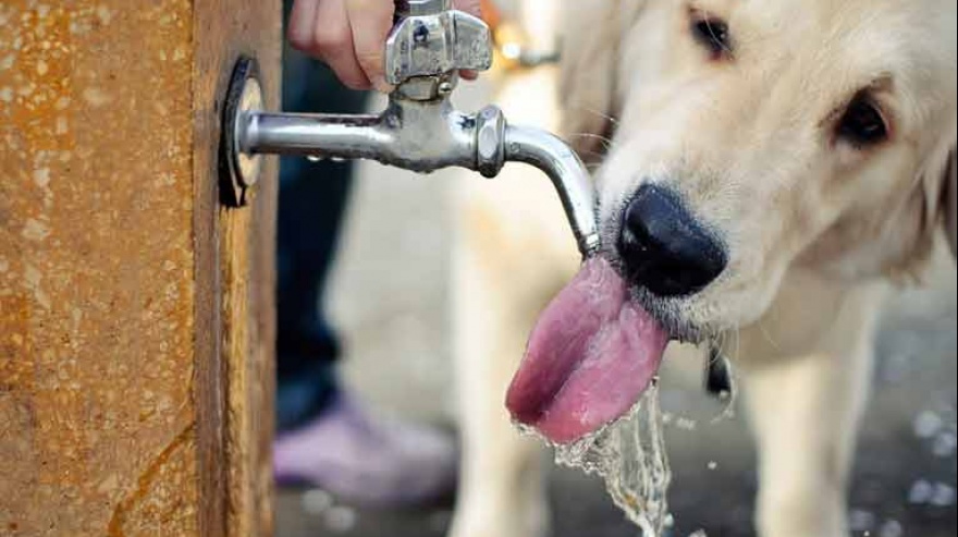 Golpes de calor en animales: cuáles son las medidas de prevención para evitarlos