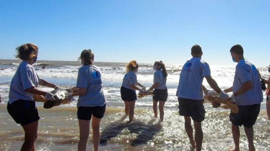 Rehabilitan y regresan al mar a seis tortugas marinas: una expulsó 10 tipos de plásticos diferentes