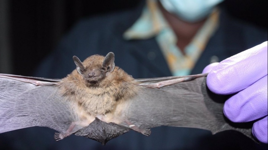 Tandil: detectan otro murciélago con rabia e impulsan un operativo de vacunación
