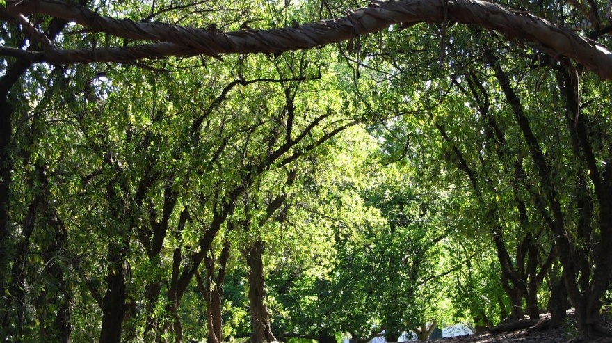 Necochea: cómo es el proyecto que promueve la preservación del Parque Miguel Lillo