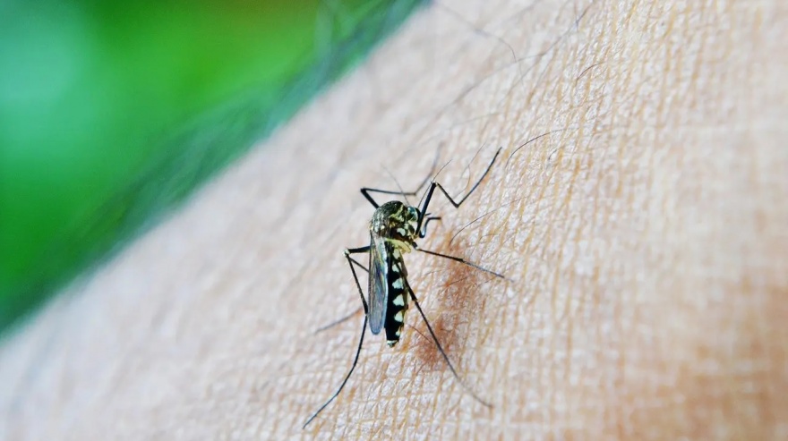 Municipio costero se adelanta al verano y refuerza las acciones para combatir la propagación del dengue