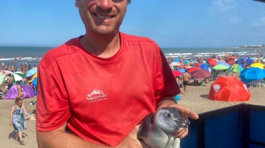 Mar del Plata: guardavidas de Punta Mogotes rescataron a un pinguino herido