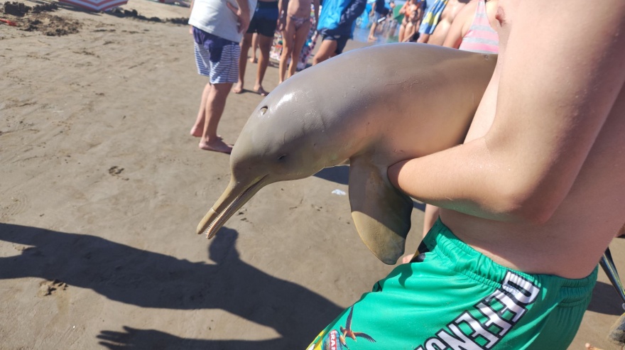 Impulsan una ley de avistaje responsable para proteger a los mamíferos marinos