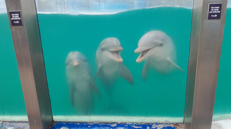 Trasladan cinco lobos marinos desde el Aquarium de Mar del Plata hacia República Dominicana