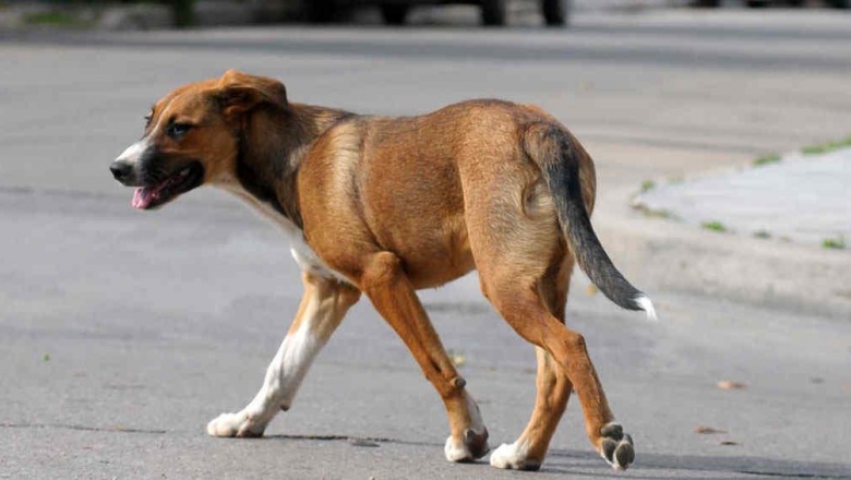 Tordillo: el Concejo Deliberante evalúa un proyecto de tenencia responsable de mascotas que prevé multas de hasta 45 mil pesos