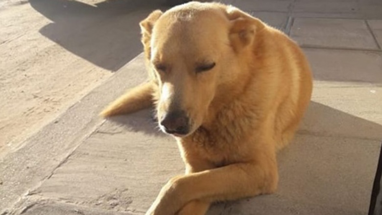 Buscan declarar el Día Contra el Maltrato Animal en homenaje al perro Rubio