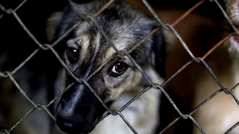 Villa Gesell creó un registro de maltratadores de animales