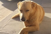 Buscan declarar el Día Contra el Maltrato Animal en homenaje al perro Rubio