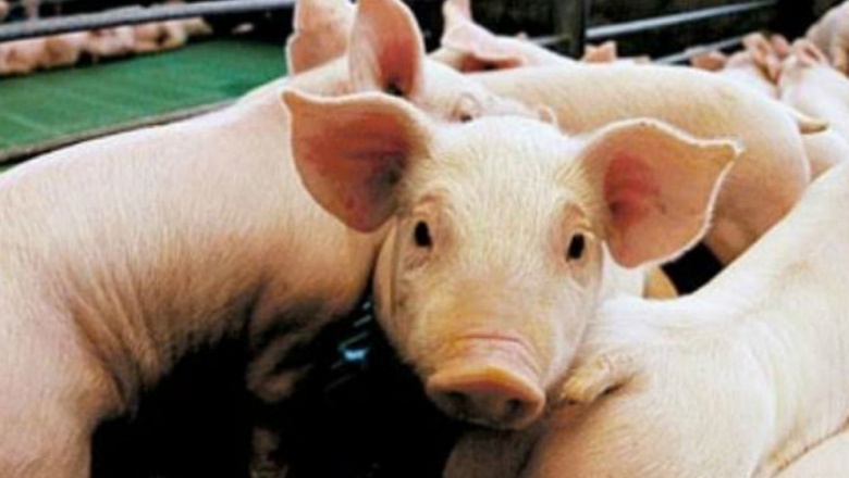 Triquinosis: detectan un caso en Tandil y decomisan 90 kilos de carne de cerdo