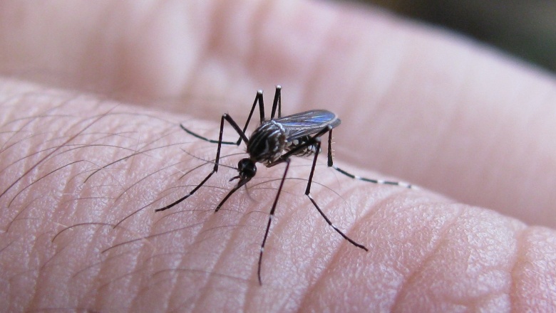 Dengue: son 80 los casos confirmados en la provincia y ya hay circulación comunitaria