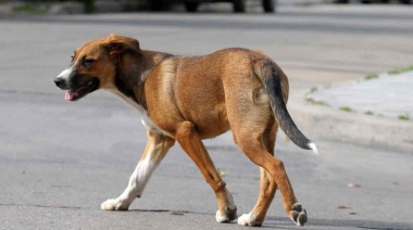Tordillo: el Concejo Deliberante evalúa un proyecto de tenencia responsable de mascotas que prevé multas de hasta 45 mil pesos