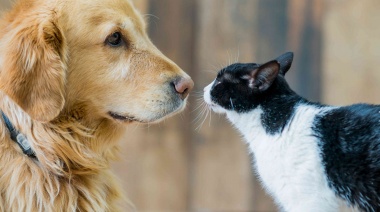 Pila: comenzó el censo de caninos y felinos