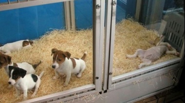 Mar del Plata: prohíben la exhibición de mascotas en vidrieras