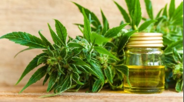 Castelli: el concejo deliberante aprobó la regulación del cultivo de cannabis medicinal