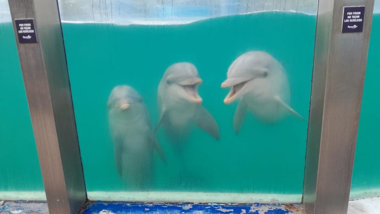 Trasladan cinco lobos marinos desde el Aquarium de Mar del Plata hacia República Dominicana