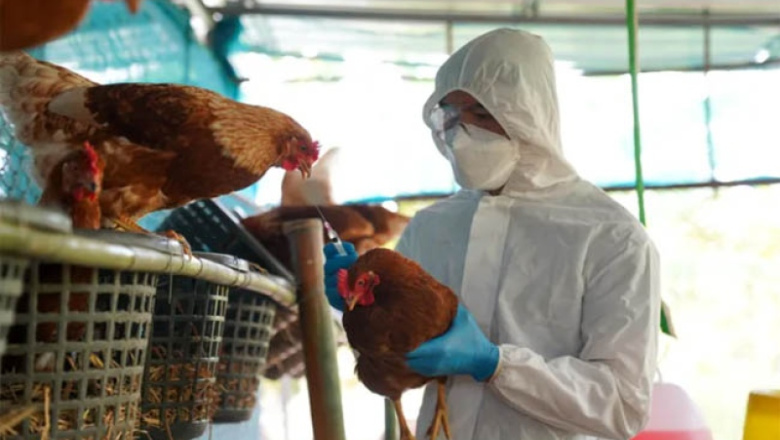 Detectan gripe aviar en Ranchos y se suspenden las exportaciones del sector