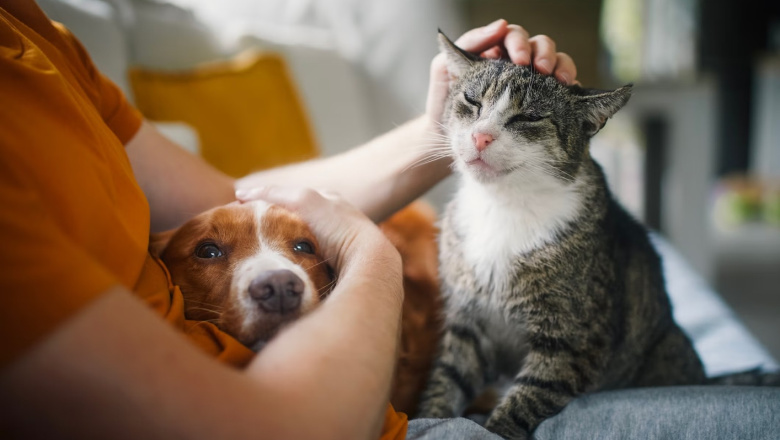 Proponen penas de hasta 60 días de arresto para que quienes maltraten a sus mascotas
