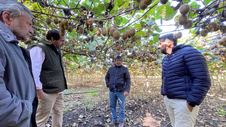 A través de un proyecto presentado en la Legislatura, buscan potenciar el desarrollo del kiwi de Mar del Plata