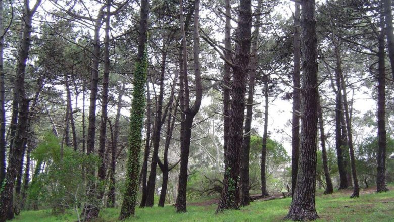 Senadores aprobaron un proyecto para que Villa Gesell recupere sus pinares