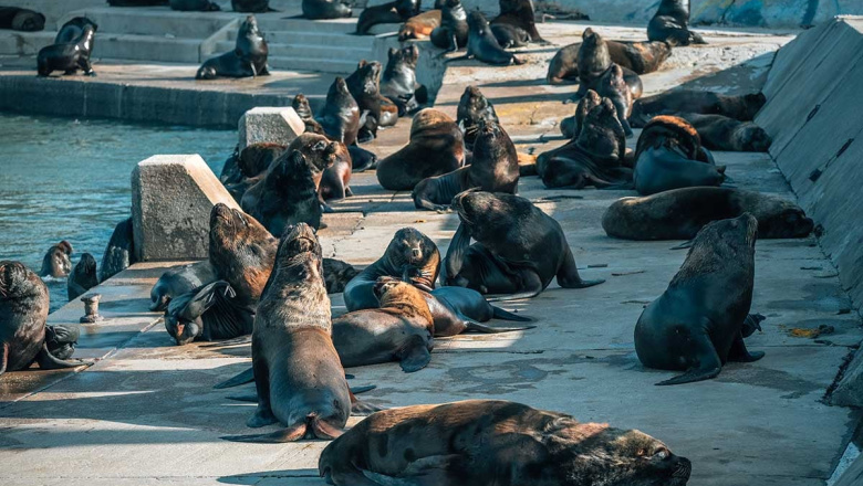 Por una ordenanza, quedará prohibido molestar a animales silvestres en Mar del Plata