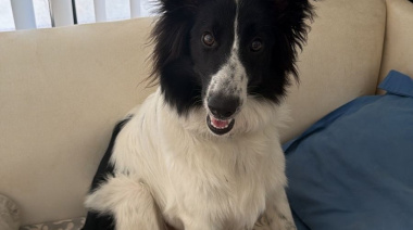 Estados alterados: vecino sufrió amenazas y el secuestro de su perra