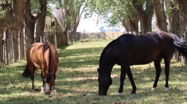 Pila: adquisición clave para el programa de Equinoterapia