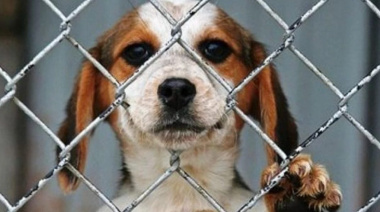 El municipio de La Costa refuerza la concientización sobre el maltrato animal