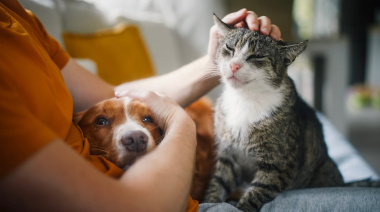 Proponen penas de hasta 60 días de arresto para quienes maltraten a sus mascotas