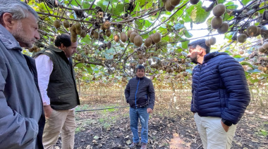 A través de un proyecto presentado en la Legislatura, buscan potenciar el desarrollo del kiwi de Mar del Plata
