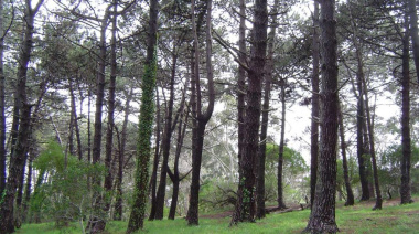 Senadores aprobaron un proyecto para que Villa Gesell recupere sus pinares