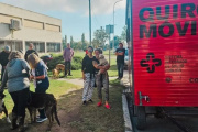 Estiman que en 2025 el municipio de Tandil castró sólo el 30 % del mínimo de animales fijado por ordenanza