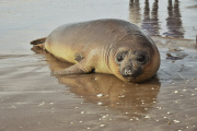 Un elefante marino rehabilitado fue reintroducido al mar en San Clemente del Tuyú