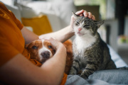 Proponen penas de hasta 60 días de arresto para que quienes maltraten a sus mascotas
