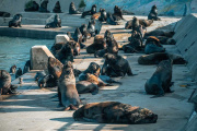 Por una ordenanza, quedará prohibido molestar a animales silvestres en Mar del Plata